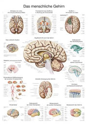 Lehrtafel "Das menschliche Gehirn" (deutsch), verschiedene Größen