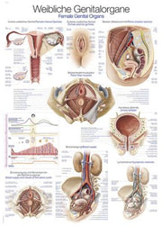 Lehrtafel "weibliches Genital", verschiedene Größen