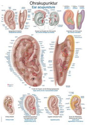 Lehrtafel "Ohrakupunktur", verschiedene Größen