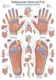 Lehrtafel "Reflexzonen Hand und Fuß", verschiedene Größen