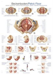 Lehrtafel "Beckenboden", verschiedene Größen