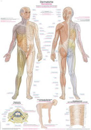 Lehrtafel "Dermatome", verschiedene Größen