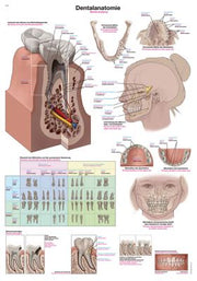 Lehrtafel "Dentalanatomie", verschiedene Größen