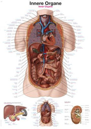 Lehrtafel "Innere Organe", verschiedene Größen