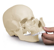Osteopathie-Schädelmodell, 22-teilig, anatomische Ausführung