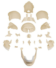 Osteopathie-Schädelmodell, 22-teilig, anatomische Ausführung