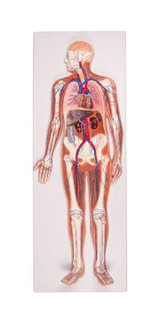 Blutkreislauf Reliefmodell, 0,5-fache Größe, 2-teilig